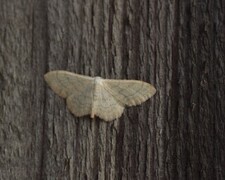 Idaea straminata (Bueengmåler)