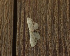 Idaea dimidiata (Single-dotted Wave)