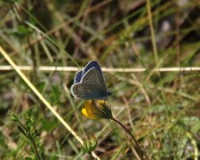 Polyommatus icarus (Common Blue)