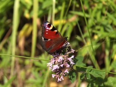 Peacock Butterfly (io)