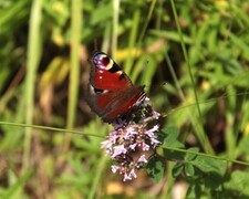 Aglais io (Dagpåfugløye)