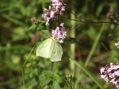 Sitronsommerfugl (rhamni)