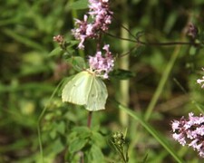 Gonepteryx rhamni (Sitronsommerfugl)