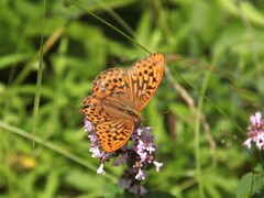 Silver-Washed Fritillary (paphia)