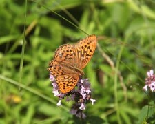 Argynnis paphia (Keiserkåpe)