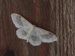 Riband Wave (aversata)