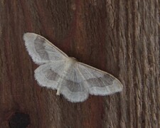 Idaea aversata (Vinkelengmåler)