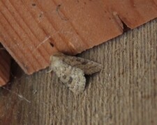 Hoplodrina octogenaria (Lyst ringurtefly)