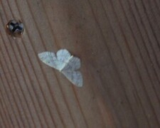 Idaea biselata (Randengmåler)