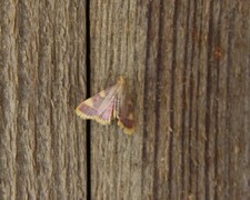 Hypsopygia costalis (Gold Triangle)