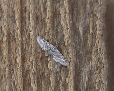 Eupithecia nanata (Narrow-winged Pug)