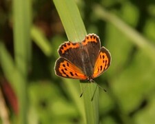 Lycaena phlaeas (Ildgullvinge)