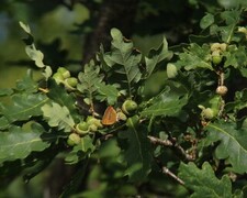 Thecla betulae (Brown Hairstreak)