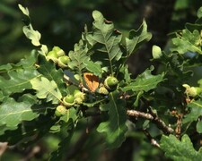 Thecla betulae (Brown Hairstreak)