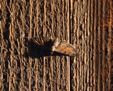 Eupithecia icterata (Rustdvergmåler)