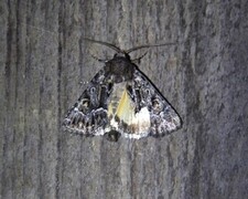 Thalpophila matura (Strandfly)