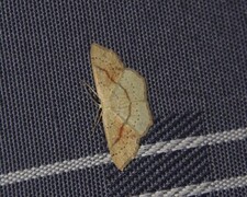 Cyclophora punctaria (Punktløvmåler)