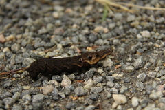 Deilephila elpenor (Elephant Hawk-moth)