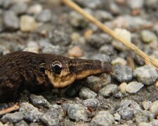 Deilephila elpenor (Elephant Hawk-moth)