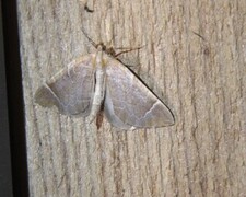 Eulithis testata (The Chevron)