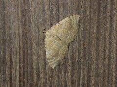 Yellow Shell (bilineata)