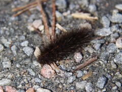 White Ermine (lubricipeda)