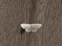 Birch Mocha (albipunctata)