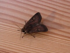 Square-spot Rustic (xanthographa)