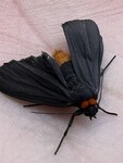 Atolmis rubricollis (Red-necked Footman)