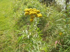 Tansy (Tanacetum vulgare)