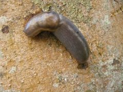 Tree Slug (Lehmannia marginata)