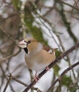 Kjernebiter (Coccothraustes coccothraustes)