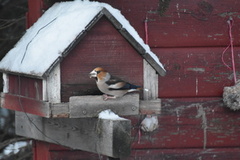 Kjernebiter (Coccothraustes coccothraustes)