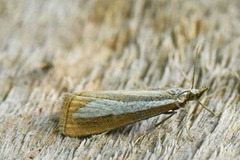 Catoptria margaritella (Pearl-band Grass Veneer)