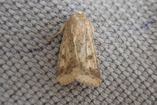 Helicoverpa armigera (Scarce Bordered Straw)