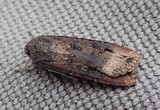 Agrotis ipsilon (Langvingejordfly)