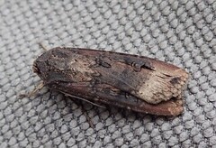 Agrotis ipsilon (Dark Sword-grass)