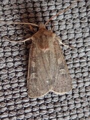 Xestia xanthographa (Square-spot Rustic)