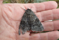 Catocala fraxini (Clifden Nonpareil)