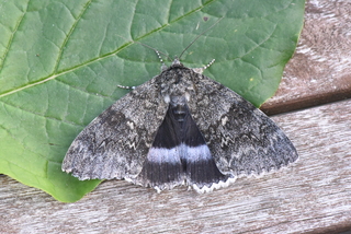 Catocala fraxini (Clifden Nonpareil)