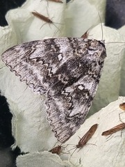 Catocala fraxini (Clifden Nonpareil)