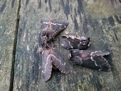 Poecilocampa populi (Høstspinner)