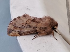 Plumed Prominent (plumigera)