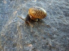 Copse Snail (Arianta arbustorum)