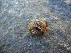 Copse Snail (Arianta arbustorum)