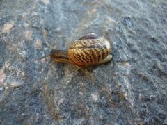 Copse Snail (Arianta arbustorum)