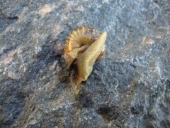 Copse Snail (Arianta arbustorum)