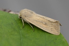 Leucania obsoleta (Punktgressfly)