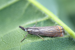 Chrysoteuchia culmella (Årenebbmott)