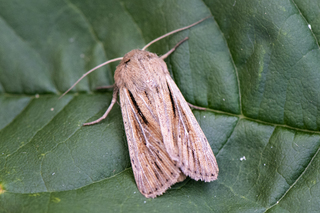 Leucania comma (Kommagressfly)